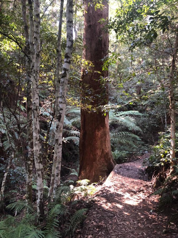 Twin Falls Bush Cottages Fitzroy Falls Extérieur photo