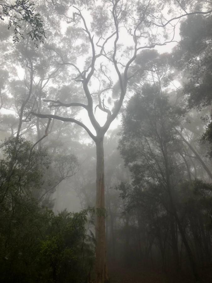 Twin Falls Bush Cottages Fitzroy Falls Extérieur photo